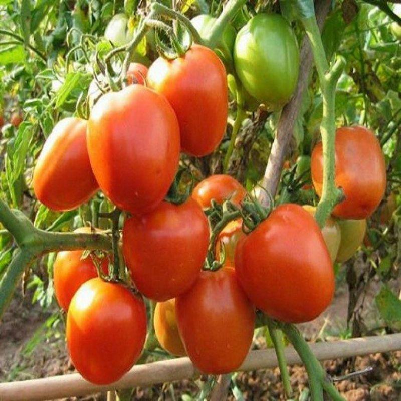 50H - HẠT GIỐNG CÀ CHUA ĐỎ QUẢ TO-duoc-ban-tai-Vỉa Hè Garden