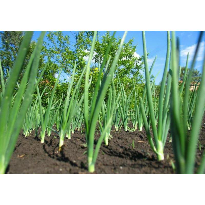 Hạt Giống Hành Lá Gói 2g-duoc-ban-tai-Vỉa Hè Garden