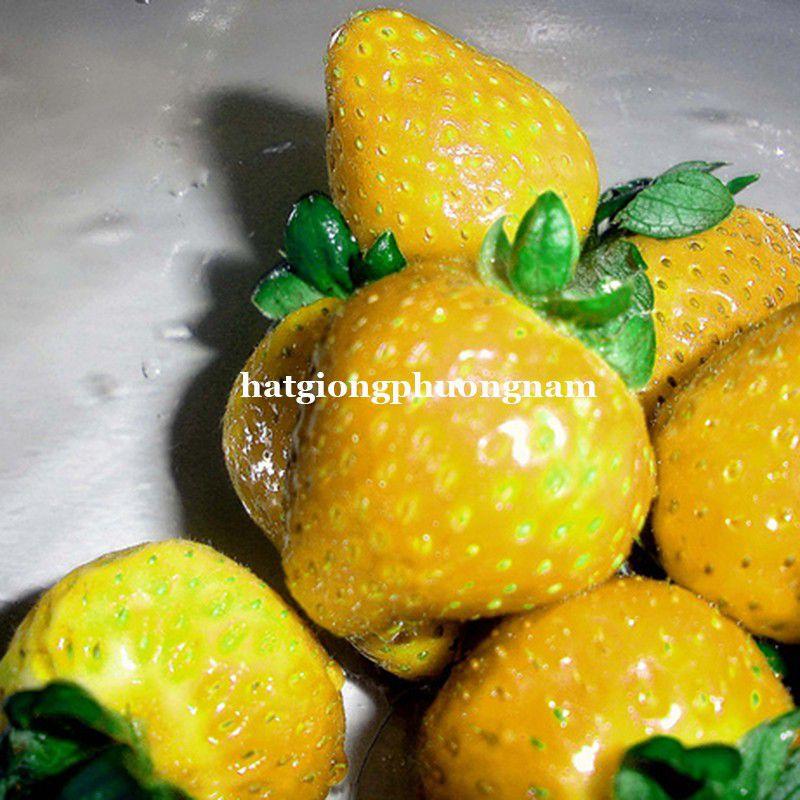 Hạt giống dâu tây vàng chata lượng F1 túi 30 hạt-duoc-ban-tai-Vỉa Hè Garden