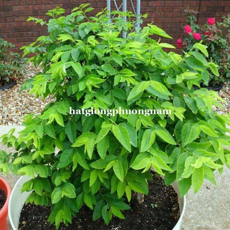 Hạt Giống Rau Ngót Túi 50 Hạt, Chất Lượng Dễ Trồng-duoc-ban-tai-Vỉa Hè Garden
