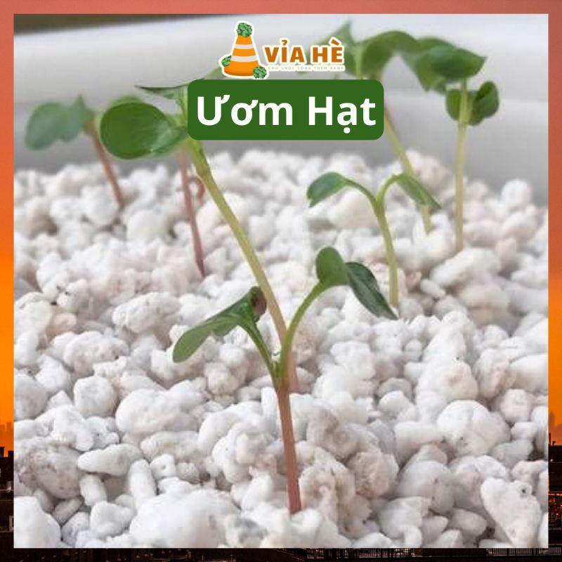 Đá perlite trân châu túi 5dm LAVAMIX trồng sen đá kiểng lá xương rồng nuôi kỳ đà-duoc-ban-tai-Vỉa Hè Garden