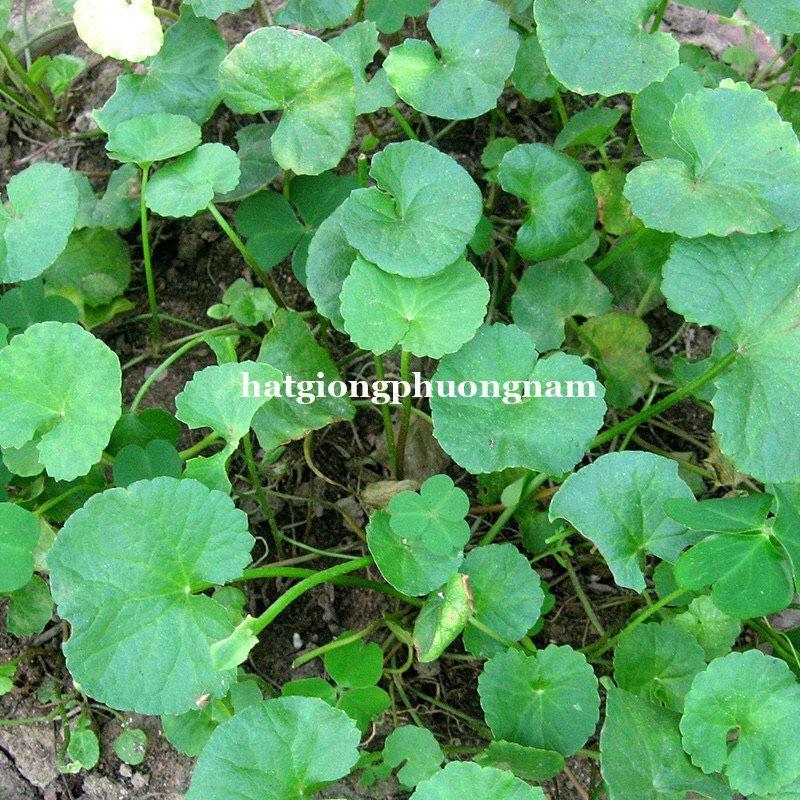 Hạt giống rau má lá nhỏ chất lượng F1-duoc-ban-tai-Vỉa Hè Garden
