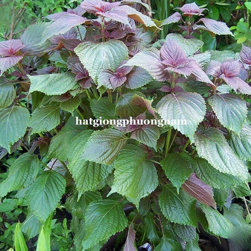Hạt giống rau tía tô chất lượng F1-duoc-ban-tai-Vỉa Hè Garden
