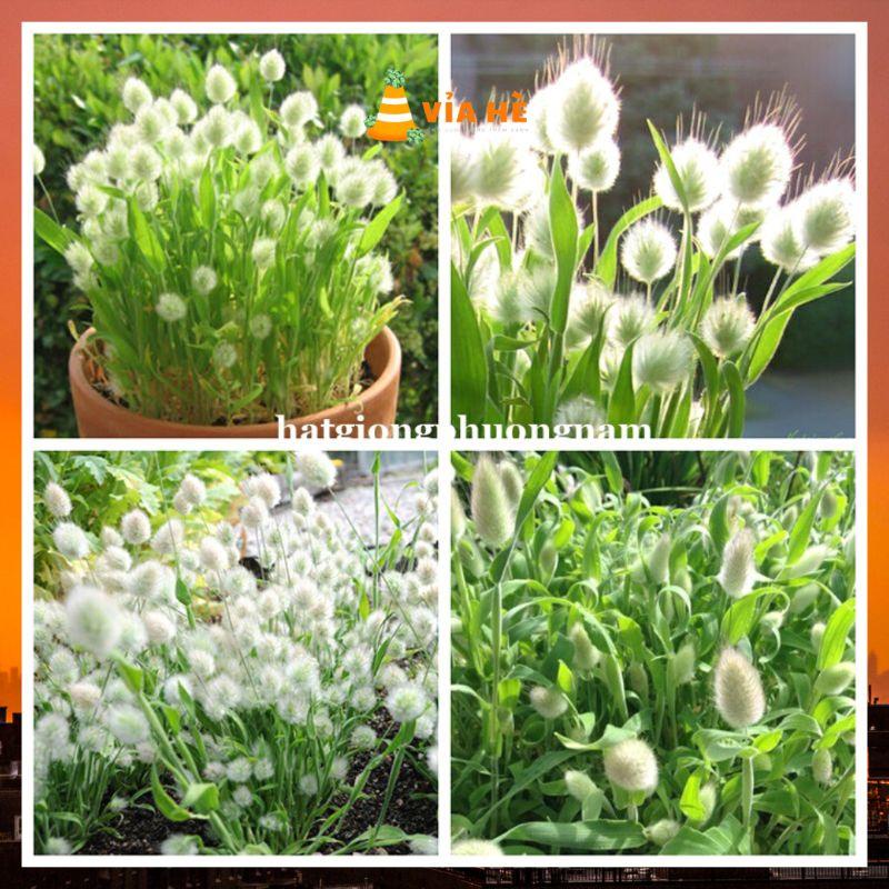Hạt giống cỏ đuôi thỏ túi 100 hạt chất lượng F1-duoc-ban-tai-Vỉa Hè Garden